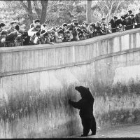 Russian bear at the Beijing Zoo, 1975.